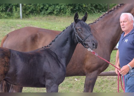 Mecklenburg Warmblood, Stallion, 1 year, Black