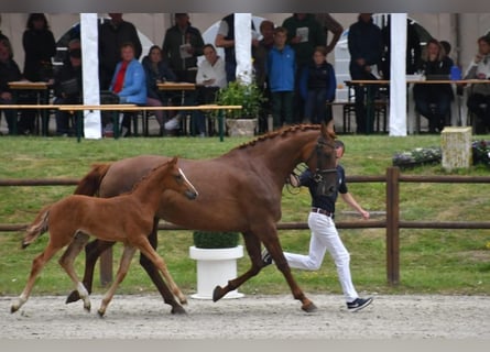 Mecklenburg Warmblood, Stallion, 1 year, Chestnut-Red
