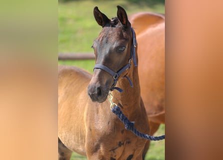 Mecklenburg Warmblood, Stallion, 1 year, Smoky-Black