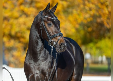 Mecklenburg Warmblood, Stallion, 2 years, 15,3 hh, Smoky-Black