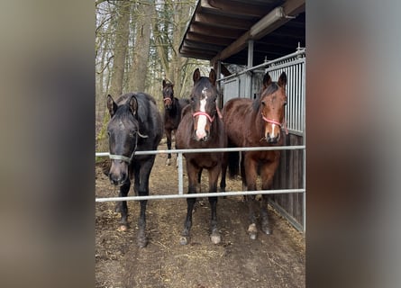 Mecklenburg Warmblood, Stallion, 2 years, 16 hh