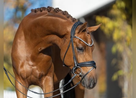 Mecklenburg Warmblood, Stallion, 2 years, 16,1 hh, Chestnut-Red