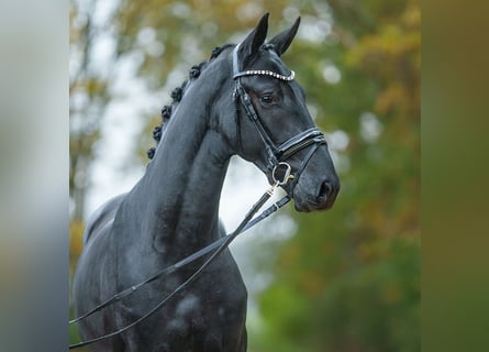 Mecklenburg Warmblood, Stallion, 2 years, Black