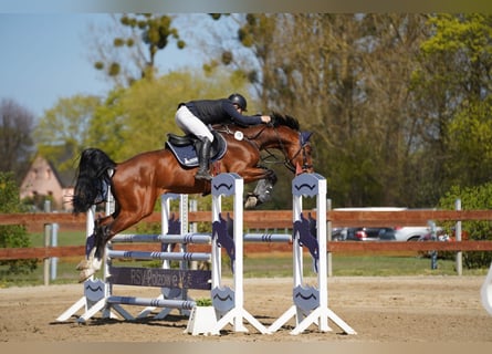 Mecklenburg Warmblood, Stallion, 6 years, 16.1 hh, Brown