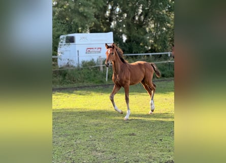Mecklenburg Warmblood, Stallion, Foal (06/2025), 17 hh, Brown