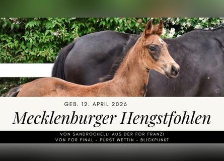 Mecklenburg Warmblood, Stallion, Foal (04/2026), Bay-Dark