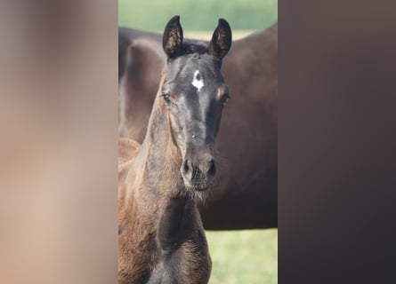 Mecklenburg Warmblood, Stallion, Foal (05/2026), Black