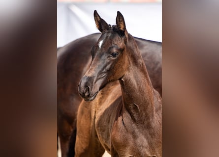 Mecklenburg Warmblood, Stallion, Foal (04/2023), Black