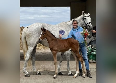 Mecklenburg Warmblood, Stallion, Foal (06/2025), Brown