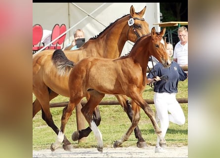 Mecklenburg Warmblood, Stallion, Foal (04/2025), Brown