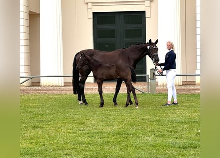 Mecklenburger Warmblut, Hengst, Fohlen (06/2024), Dunkelfuchs