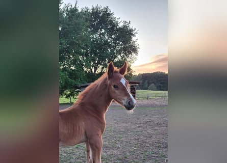 Mecklenburg Warmblood, Stallion, Foal (05/2026), Chestnut
