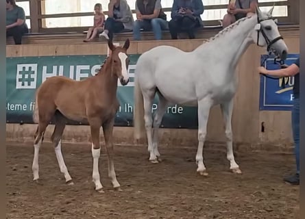 Mecklenburg Warmblood, Stallion, Foal (03/2025), Chestnut-Red