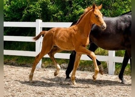 Mecklenburg Warmblood, Stallion, Foal (04/2026), Chestnut-Red
