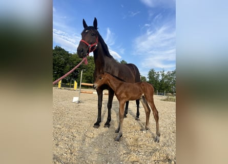Mecklenburg Warmblood, Stallion, Foal (07/2025)