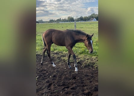 Mecklenburger warmbloed, Hengst, 1 Jaar, 167 cm, Bruin