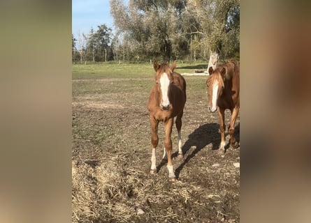 Mecklenburger warmbloed, Hengst, 1 Jaar, 168 cm