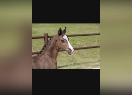 Mecklenburger warmbloed, Hengst, 1 Jaar, 173 cm, Zwart