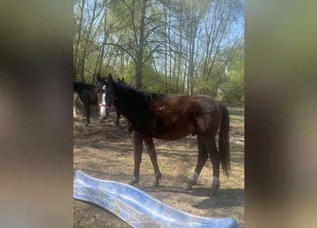 Mecklenburger warmbloed, Hengst, 2 Jaar, 165 cm