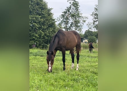 Mecklenburger warmbloed, Hengst, 2 Jaar, 165 cm