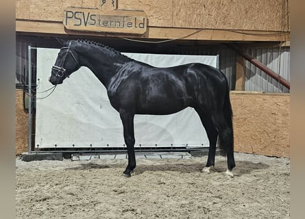 Mecklenburger warmbloed, Hengst, 2 Jaar, Zwart