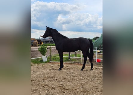 Mecklenburger warmbloed, Hengst, 3 Jaar, 169 cm, Zwart