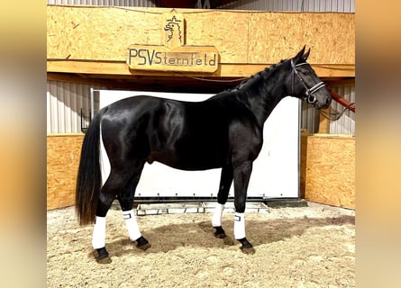 Mecklenburger warmbloed, Hengst, 4 Jaar, 176 cm, Zwart
