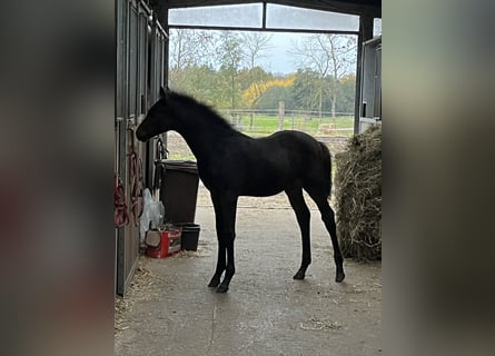 Mecklenburger warmbloed, Hengst, Veulen (07/2025), 168 cm