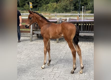 Mecklenburger warmbloed, Hengst, veulen (06/2024), Bruin