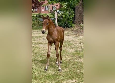 Mecklenburger warmbloed, Hengst, , Donkerbruin
