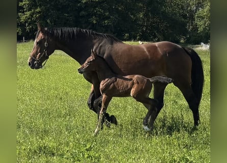 Mecklenburger warmbloed, Hengst, Veulen (06/2025), Donkerbruin