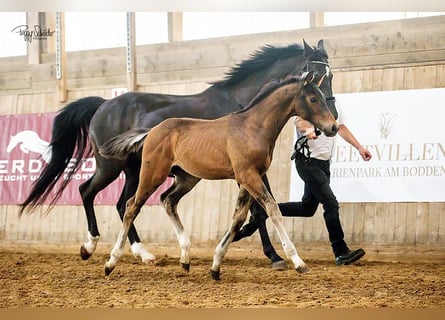 Mecklenburger warmbloed, Hengst, Veulen (03/2025), Donkerbruin