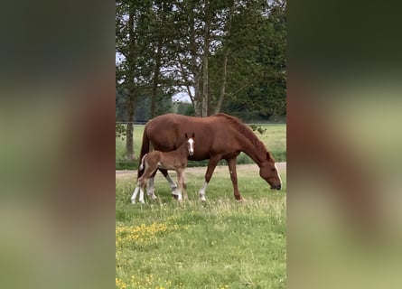 Mecklenburger warmbloed, Hengst, , Vos