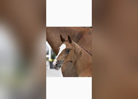 Mecklenburger warmbloed, Hengst, Veulen (05/2025), Vos