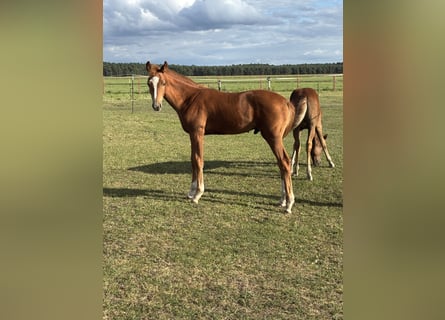 Mecklenburger warmbloed, Hengst, Veulen (04/2025), Vos