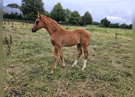 Mecklenburger warmbloed, Hengst, veulen (06/2024), Vos