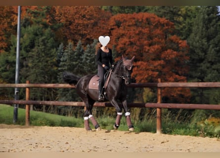 Mecklenburger warmbloed, Merrie, 10 Jaar, 165 cm, Zwart