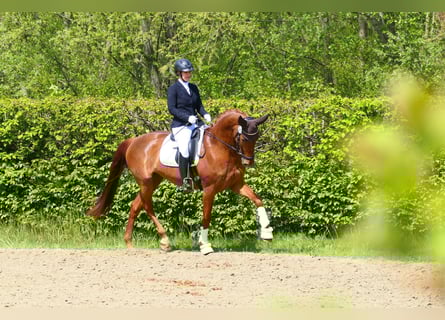 Mecklenburger warmbloed, Merrie, 10 Jaar, 168 cm, Vos