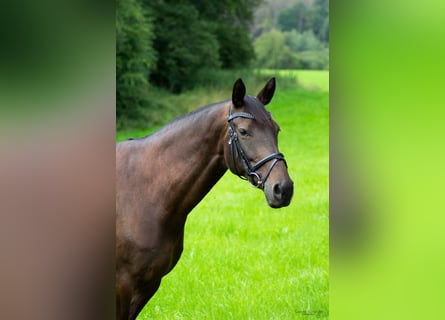 Mecklenburger warmbloed, Merrie, 11 Jaar, 164 cm, Donkerbruin