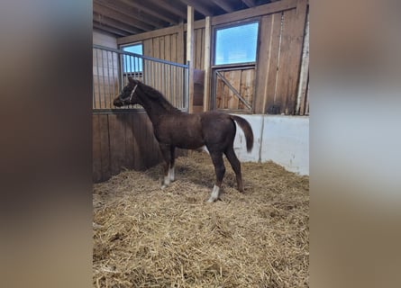 Mecklenburger warmbloed, Merrie, 1 Jaar, 170 cm, Donkere-vos