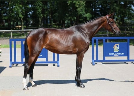 Mecklenburger warmbloed, Merrie, 4 Jaar, 163 cm, Bruin