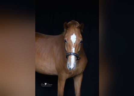 Mecklenburger warmbloed, Merrie, 4 Jaar, 165 cm, Vos