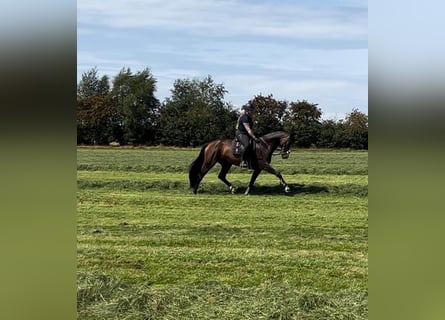 Mecklenburger warmbloed, Merrie, 5 Jaar, 172 cm, Donkerbruin