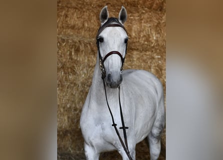 Mecklenburger warmbloed, Merrie, 6 Jaar, 162 cm, Schimmel