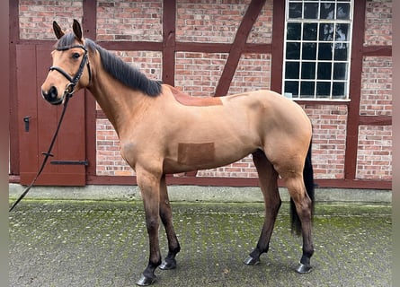 Mecklenburger warmbloed, Merrie, 6 Jaar, 165 cm, Bruin