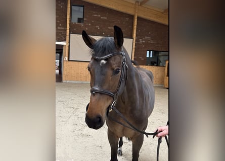 Mecklenburger warmbloed, Merrie, 6 Jaar, 166 cm, Donkerbruin
