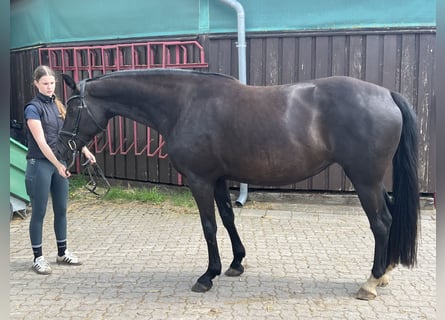 Mecklenburger warmbloed, Merrie, 9 Jaar, 167 cm, Zwart