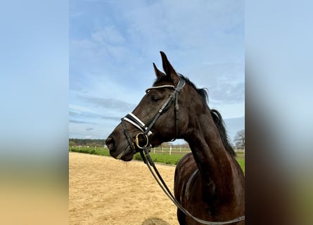 Mecklenburger warmbloed, Merrie, 9 Jaar, 169 cm, Zwart