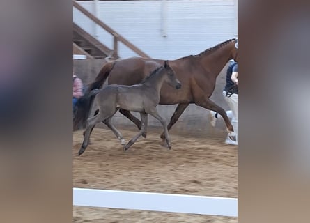 Mecklenburger warmbloed, Merrie, , 170 cm, Zwart
