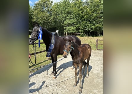 Mecklenburger warmbloed, Merrie, veulen (04/2024), Donkerbruin